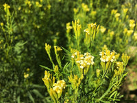 Huacatay Flower Seeds for Planting - NON GMO Seeds