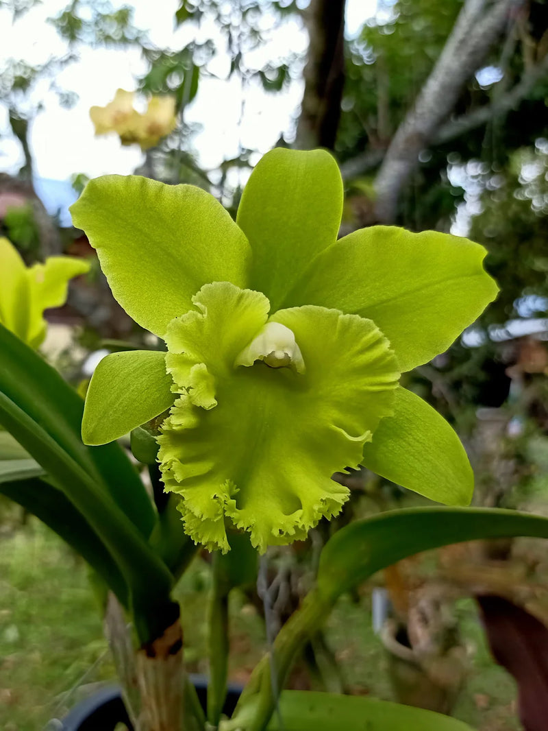 Organic Green Cattleya Flower Seeds for Planting – Heirloom, Non-GMO