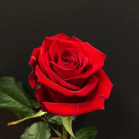 Hybrid Rose Flower Seeds for Planting – Heirloom, Non-GMO Seeds for Home Gardens