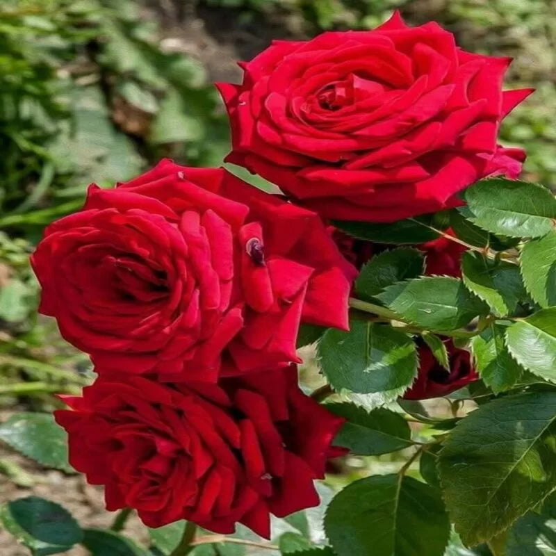 Hybrid Rose Flower Seeds for Planting – Heirloom, Non-GMO Seeds for Home Gardens