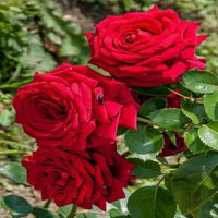 Hybrid Rose Flower Seeds for Planting – Heirloom, Non-GMO Seeds for Home Gardens