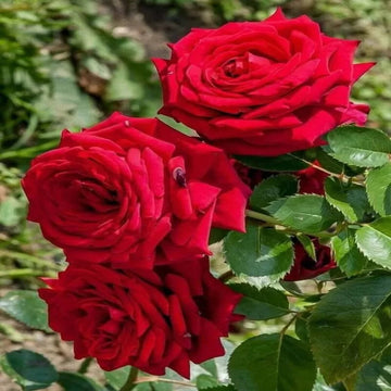 Hybrid Rose Flower Seeds for Planting – Heirloom, Non-GMO Seeds for Home Gardens - Rose for planting in home garden