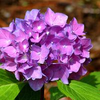 Hydrangea Flower Seeds Purple for Planting, NON GMO Seeds for planting in home garden