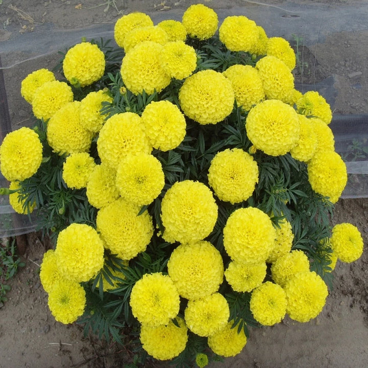 Heirloom Non-GMO Marigold Flower Seeds for Planting – Bright and Hardy Garden Blooms