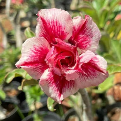Desert Rose ornamental plant with colorful flowers