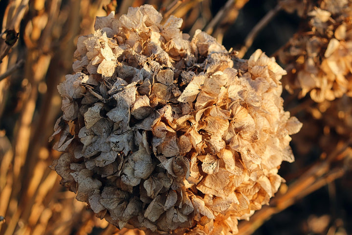 Hydrangea Flower Seeds Brown for Planting, NON GMO Seeds
