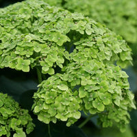 Heirloom Thick Green Hydrangea Flower Seeds, Non-GMO Vibrant Blooms for Planting for planting in home garden