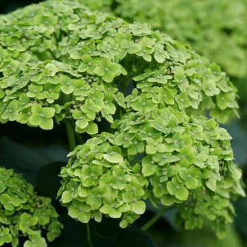Heirloom Thick Green Hydrangea Flower Seeds, Non-GMO Vibrant Blooms for Planting for planting in home garden