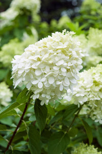 White Hydrangea ornamental flower seeds for decorative landscape planting.