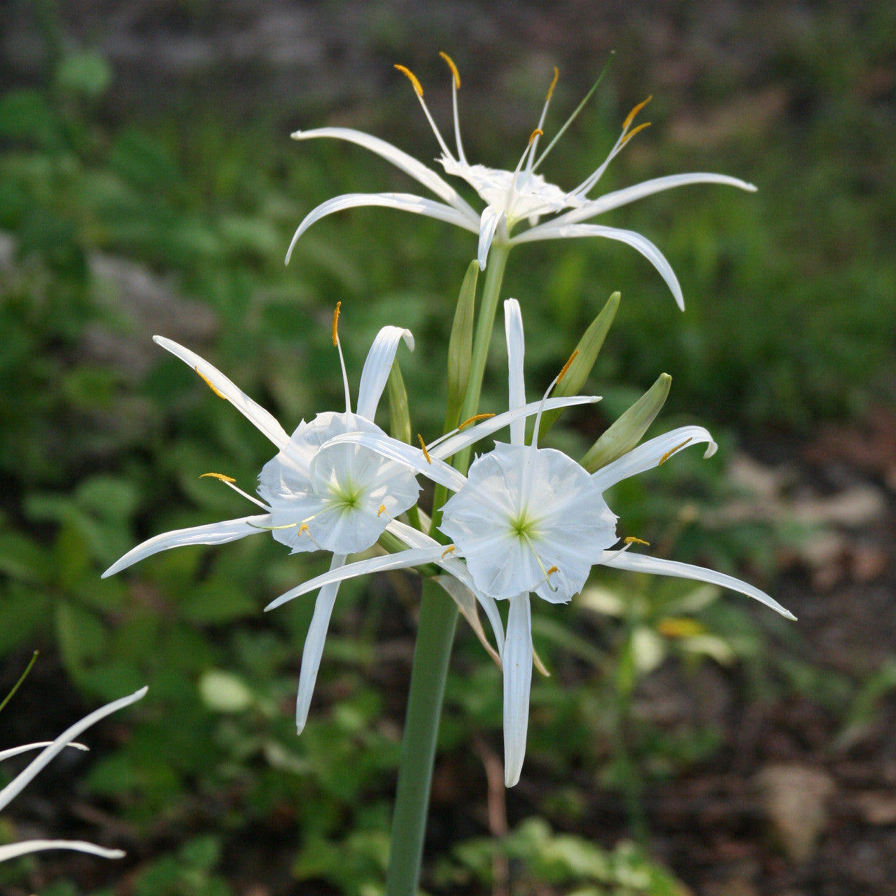 Heirloom Hymenocallis Flower Seeds, Non-GMO Spider Lily Blooms for Elegant Garden Planting for planting in home garden