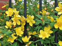 Hypericum Patulum Plant Seeds for Medicinal Herb Gardens ? Fresh Herb for Your Garden