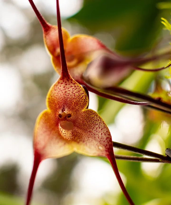 Monkey Orchid Flower Seeds Brown for Planting - Non GMO seeds