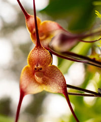 Monkey Orchid Flower Seeds Brown for Planting - Non GMO seeds