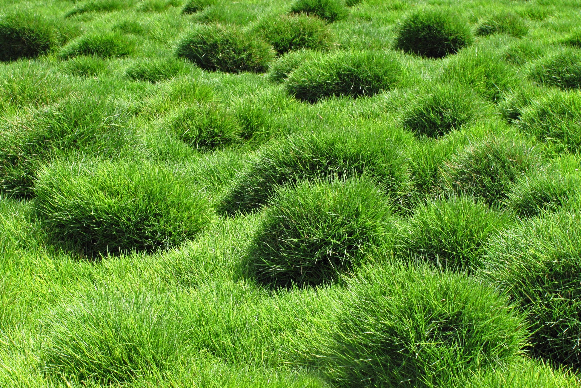 Zoysia Shadow Grass Seed