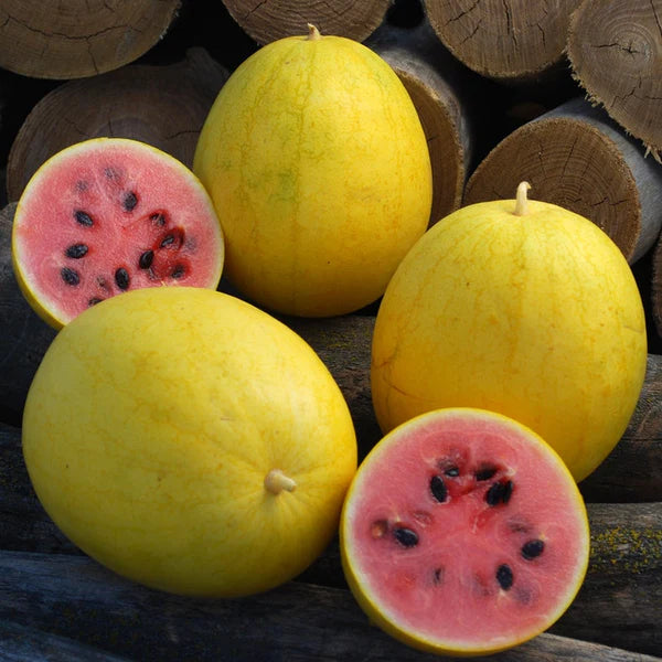 Golden Midget Watermelon Fruit Seeds
