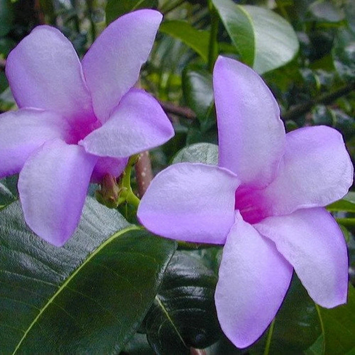 Cryptostegia Flower Seeds – Heirloom, Non-GMO Flower Seeds for Planting