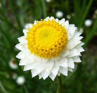 Winged Everlasting (Ammobium alatum) Flower Seeds for Planting â€“ Papery Blooms for Dried Floral Use, Non-GMO for planting in home garden