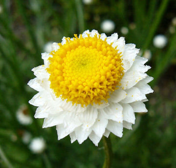 Winged Everlasting (Ammobium alatum) Flower Seeds for Planting â€“ Papery Blooms for Dried Floral Use, Non-GMO for planting in home garden