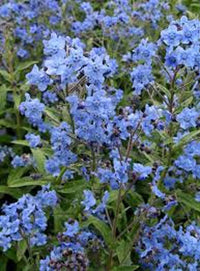 Blue Cynoglossum Amabile Flower Seeds for Planting - NON GMO Seeds for planting in your garden.