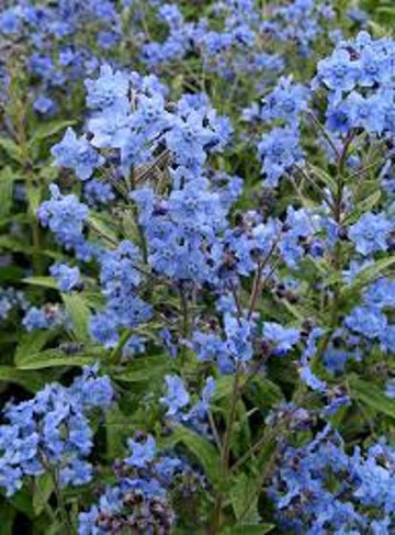 Blue Cynoglossum Amabile Flower Seeds for Planting - NON GMO Seeds for planting in your garden.