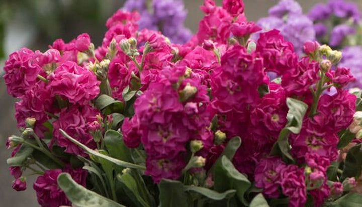Pink Matthiola Flower Seeds ƒ?? Heirloom Non-GMO Fragrant Garden Blooms for Planting