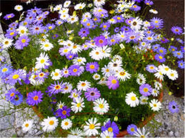 Swan River Daisy plants with colorful daisy-like flowers blooming in a garden bed.
