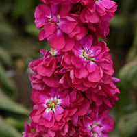 Pink Matthiola Flower Seeds ƒ?? Heirloom Non-GMO Fragrant Garden Blooms for Planting
