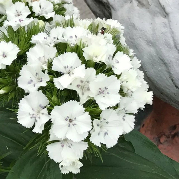 White Dianthus Flower Seeds for Planting, 100 pcs