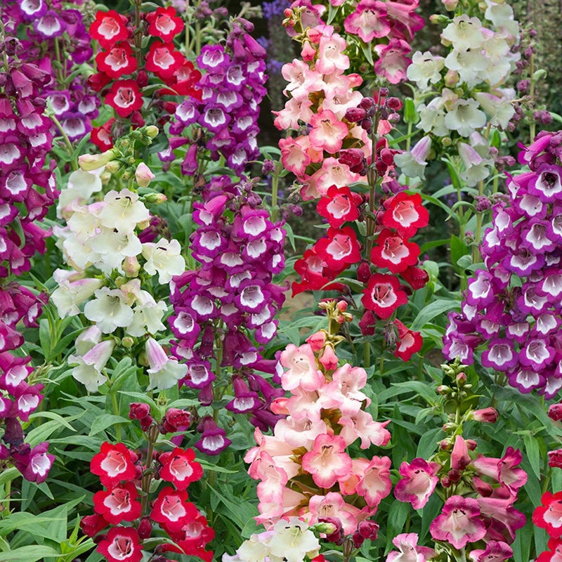 Penstemon Flower Seeds for Planting 100 pcs seeds for planting in home garden