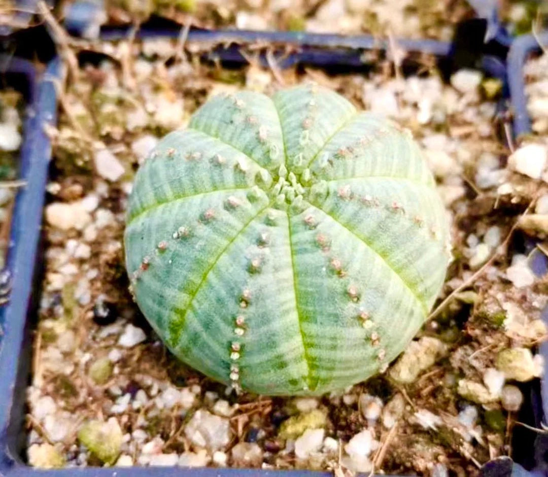 Heirloom Euphorbia Obesa Succulent Seeds for Planting, Non-GMO