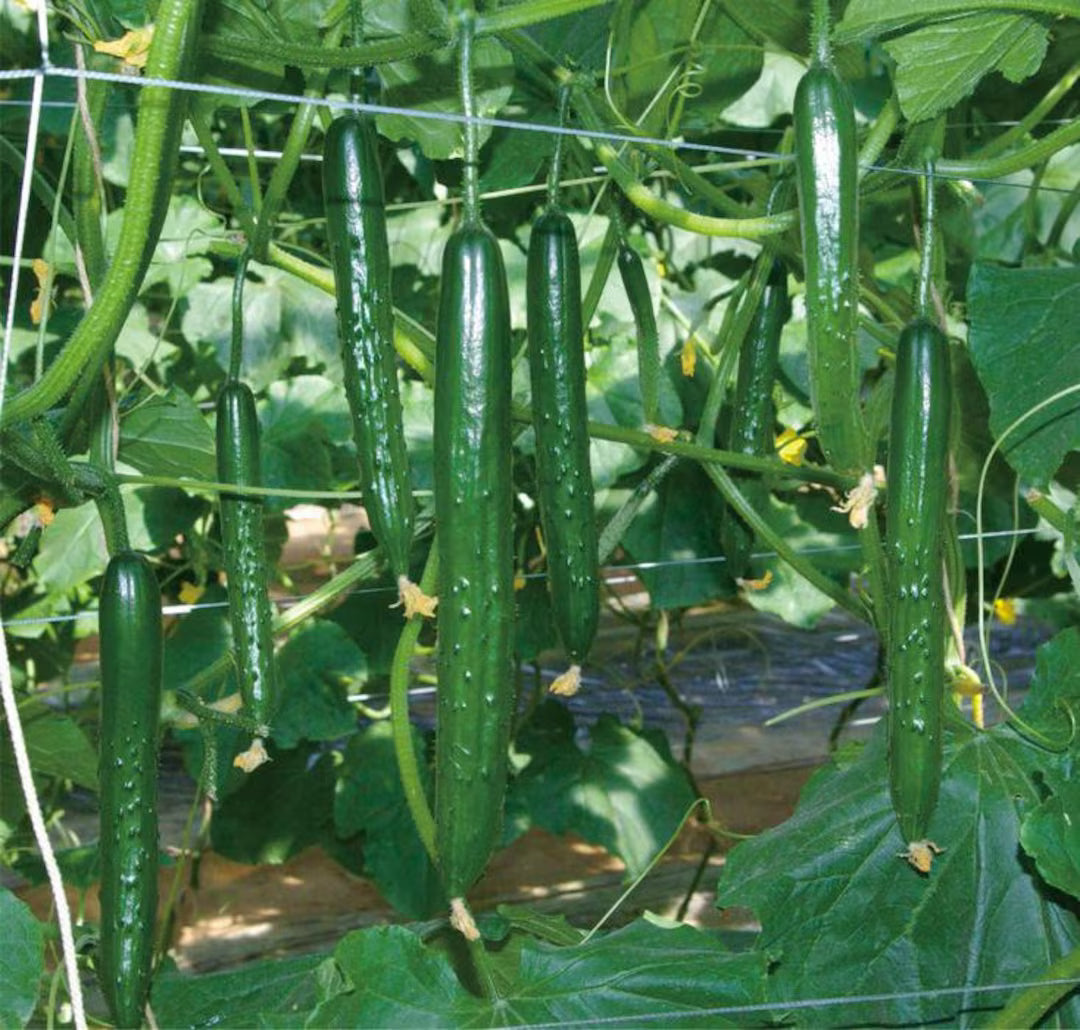 China Long Cucumber Seeds for Garden Beds, Raised Beds, Trellises & Container Growing