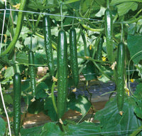China Long Cucumber Seeds for Garden Beds, Raised Beds, Trellises & Container Growing