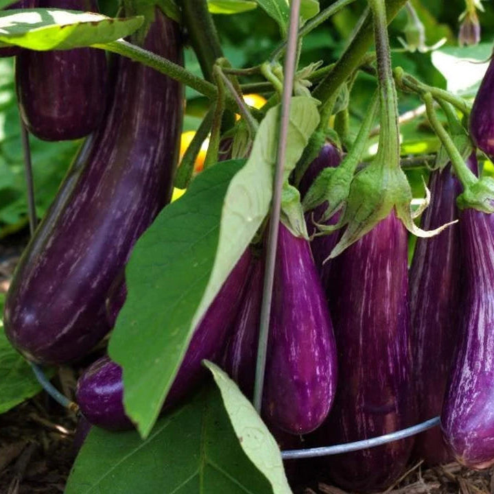 Purple Eggplant Sweet Vegetable Seeds for Planting - Heirloom and Non-GMO Garden Seeds