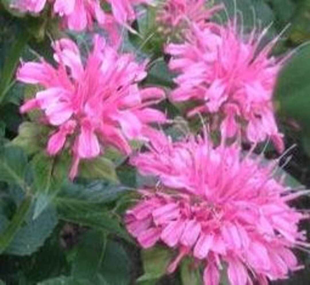 Pink Monarda Seeds for Planting – Organic, Heirloom, Non-GMO Flower Seeds