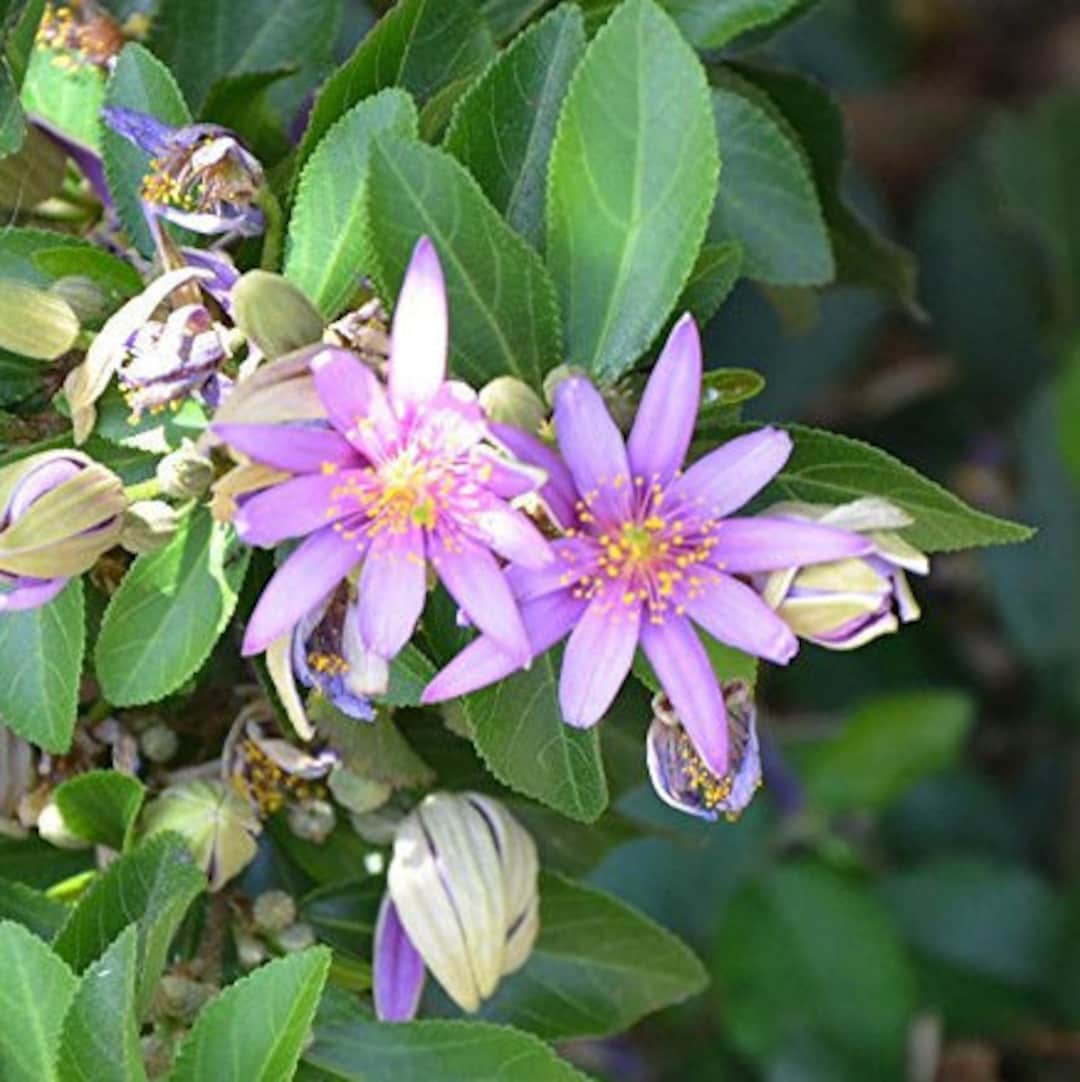 Grewia Flower Seeds for Planting - 100 pcs for planting in your garden.