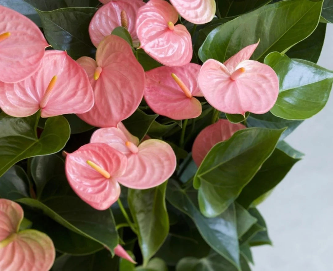 Heirloom Non-GMO Anthurium Andraeanum Flower Seeds for Planting – Exotic Tropical Indoor Garden Blooms