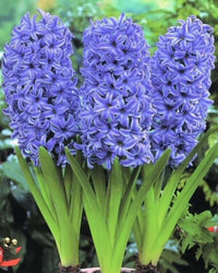 Sky Blue Hyacinthus Orientalis Flower Seeds for Planting NON GMO Seeds seeds for planting in home garden