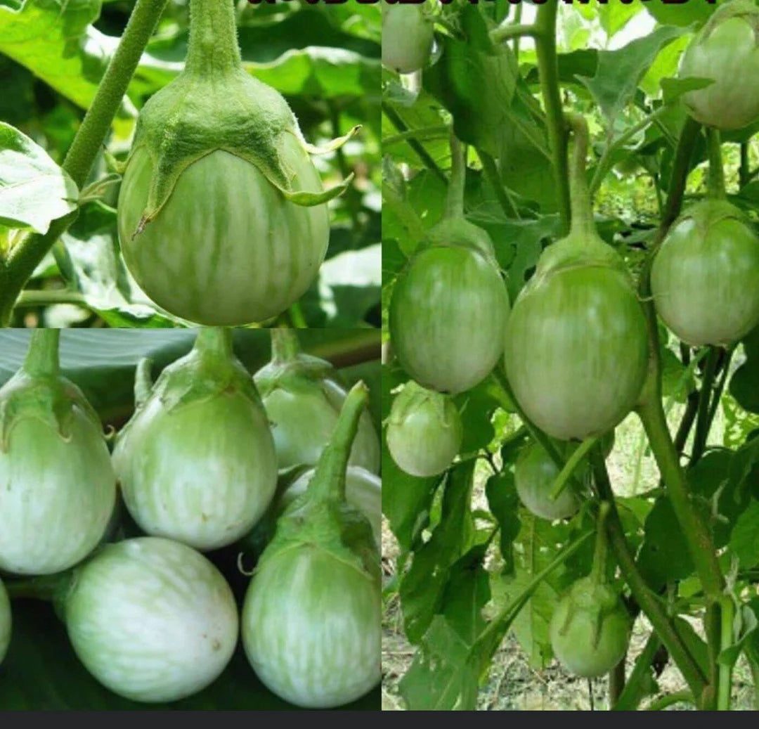 Thai Chao Phraya Eggplant Vegetable Seeds