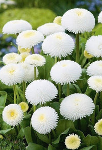 White Bellis Flower Seeds for Planting, 100 pcs seeds for planting in home garden