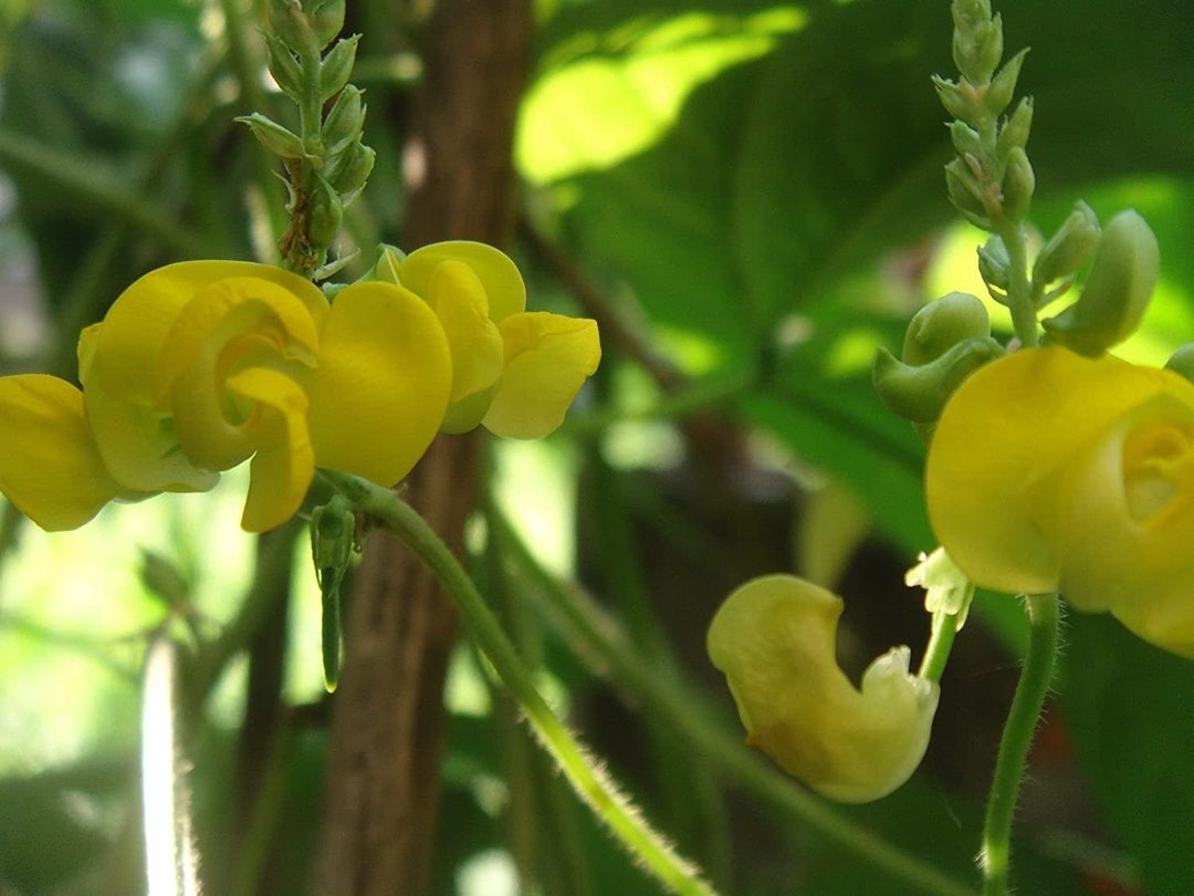 Dolichos Biflorus Flower Seeds for Planting - 100 pcs for planting in your garden.