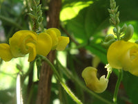 Dolichos Biflorus Flower Seeds for Planting - 100 pcs for planting in your garden.