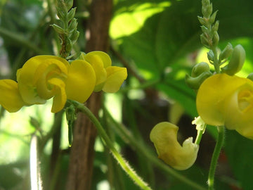 Dolichos Biflorus Flower Seeds for Planting - 100 pcs for planting in your garden.