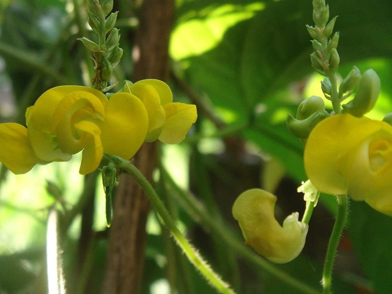 Dolichos Biflorus Flower Seeds for Planting - 100 pcs for planting in your garden.