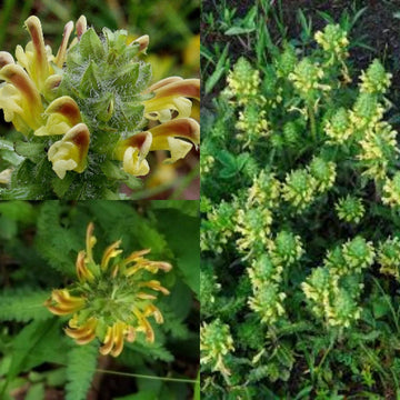 Lousewort Flower Seeds for Planting - 100 pcs for planting in your garden.