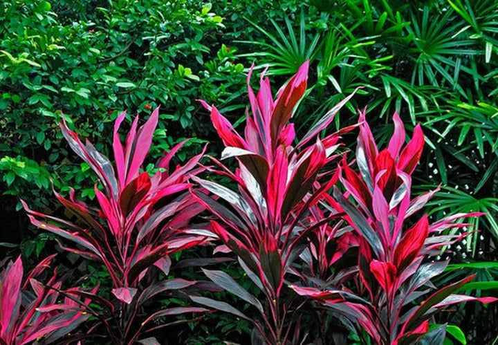 Red Cordyline Rubra Plant Seeds for Planting, 100 pcs