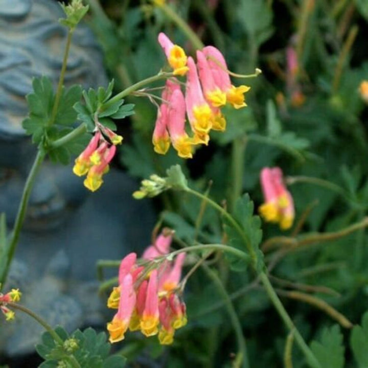 Heirloom Non-GMO Corydalis Sempervirens Flower Seeds for Planting – Hardy Fragrant Wildflower Garden Blooms
