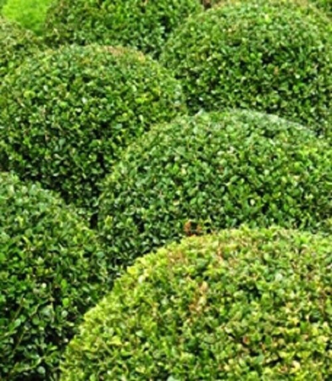 Buxus Sempervirens Plant Seeds for Planting - 100 pcs for planting in your garden.