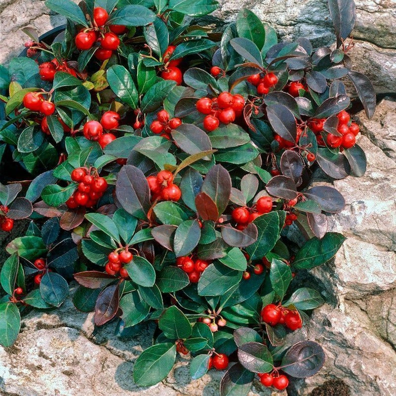 Red Gaultheria Flower Seeds for Planting, 100 pcs for planting in your garden.