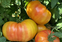 Hillbilly Potato Leaf Tomato Seeds for Planting – Heirloom, Non-GMO, Large & Sweet Tomatoes