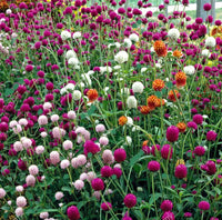 Heirloom Non-GMO Gomphrena Flower Seeds for Planting – Globe Amaranth Drought-Tolerant Blooms - Non-GMO for planting in home garden